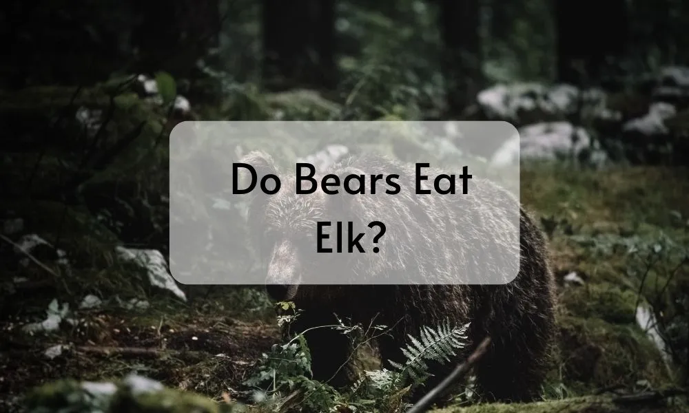 Do Bears Eat Elk