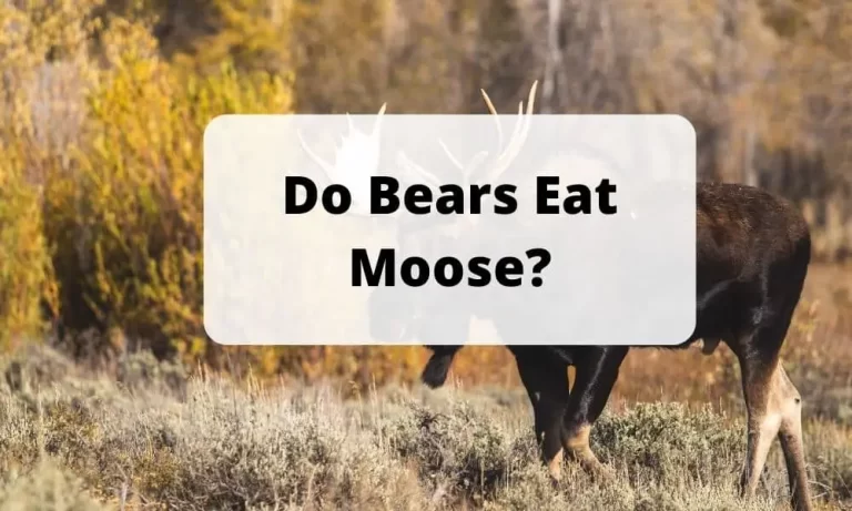Do Bears Eat Moose?
