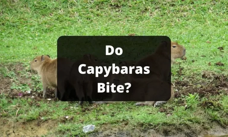 Do Capybaras Bite? Learn About The Possibilities & Reasons