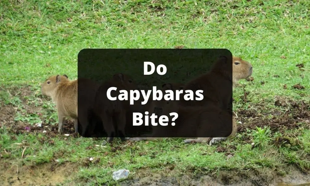 Do Capybaras Bite