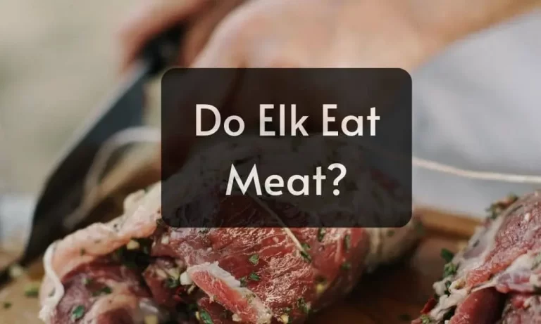 Do Elk Eat Meat?  A Fact-Based Overview About Elk’s Eating Habits