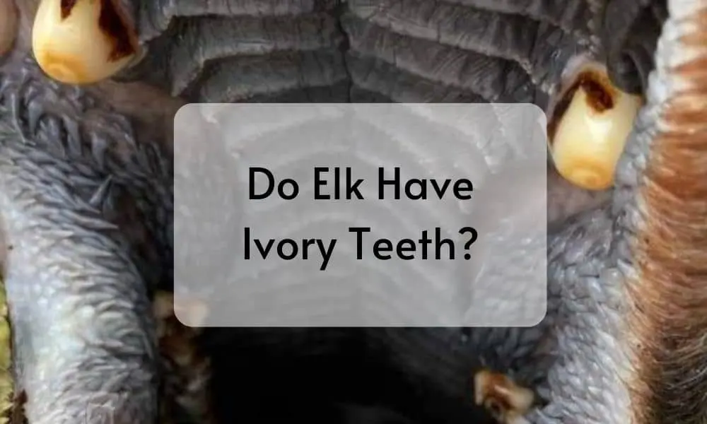 Do Elk Have Ivory Teeth