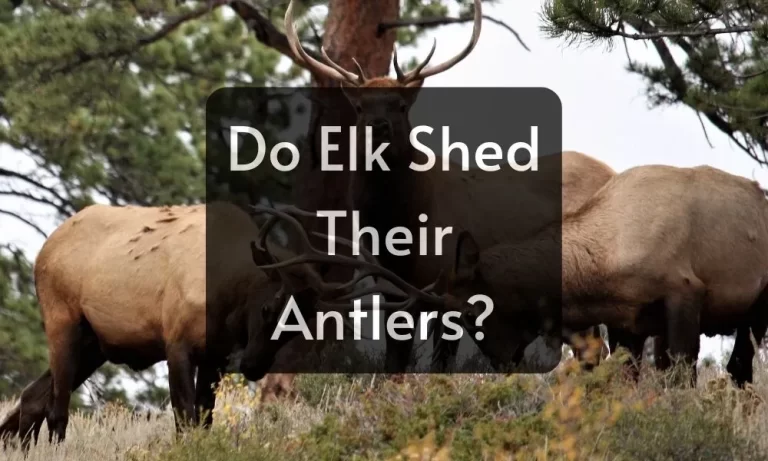 Do Elk Shed Their Antlers? How Often Do They Do So?