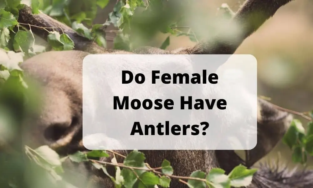 Do Female Moose Have Antlers