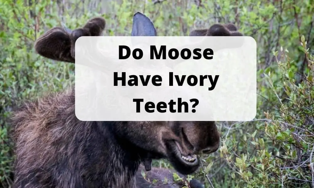 Do Moose Have Ivory Teeth