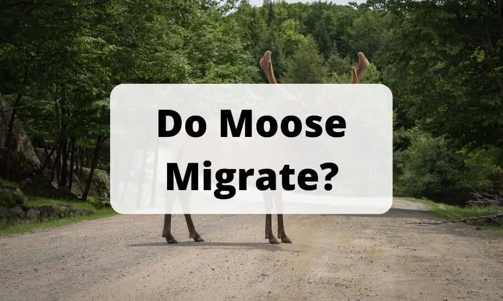 Do Moose Migrate
