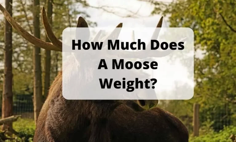 How Much Does A Moose Weight?