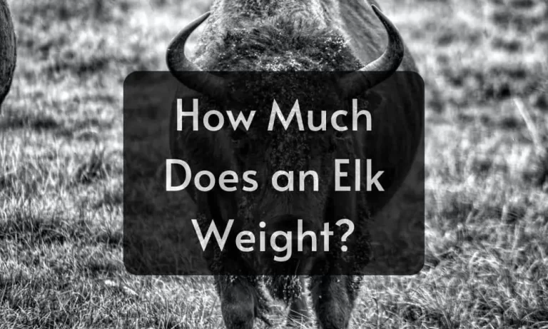 How Much Does an Elk Weight? How Tall Is An Elk?