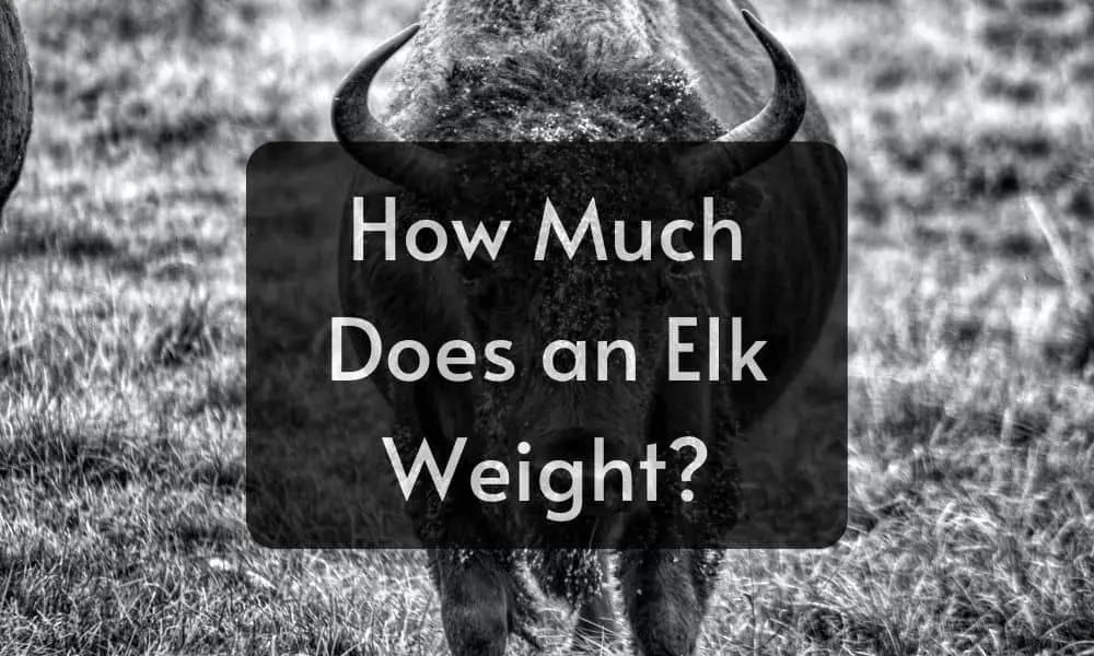 How Much Does an Elk Weight