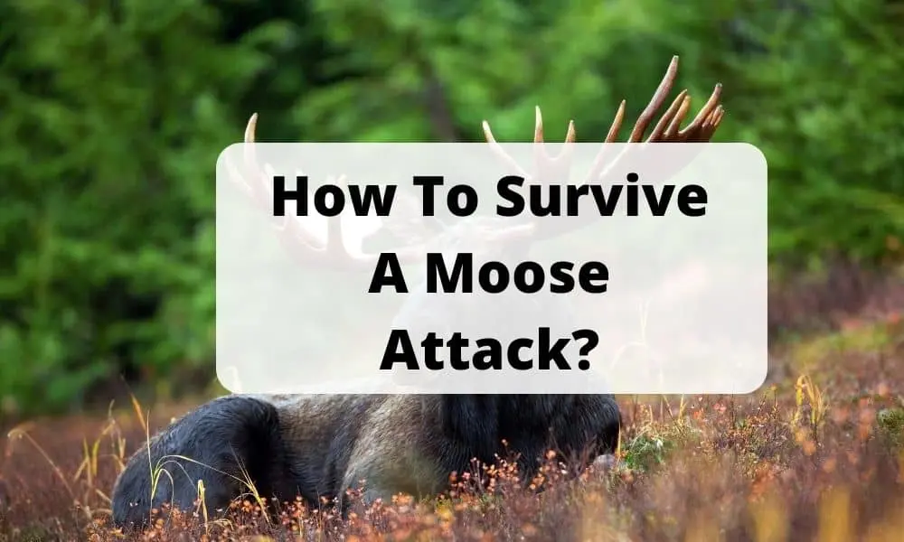 How To Survive A Moose Attack