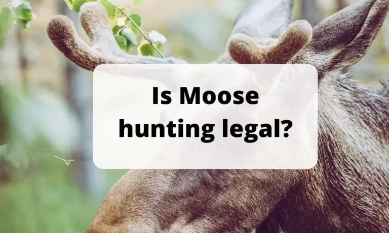 Is Moose Hunting Legal? Moose Hunting Guide 