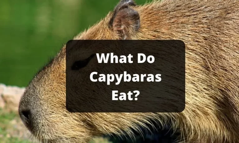 What Do Capybaras Eat?