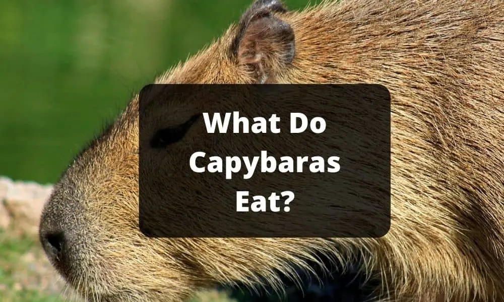 What Do Capybaras Eat