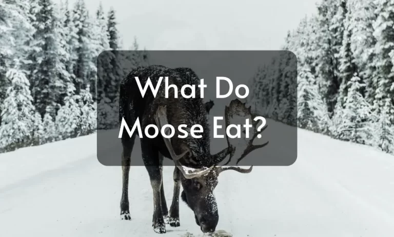 What Do Moose Eat? Complete Guide