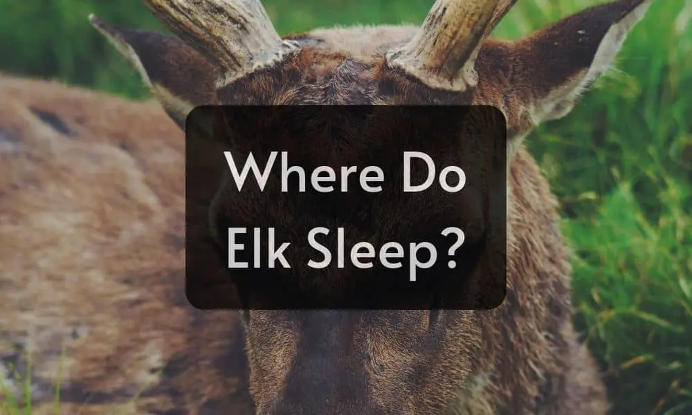 Where Do Elk Sleep