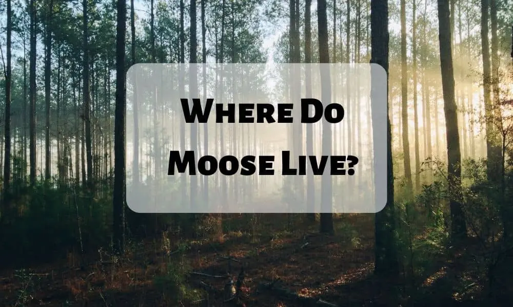 Where Do Moose Live