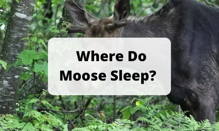  Where Do Moose Sleep? 