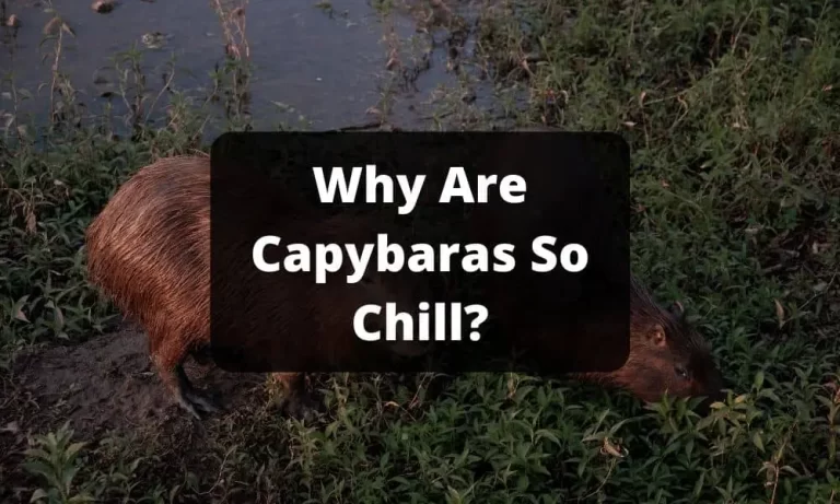 Why Are Capybaras So Chill?