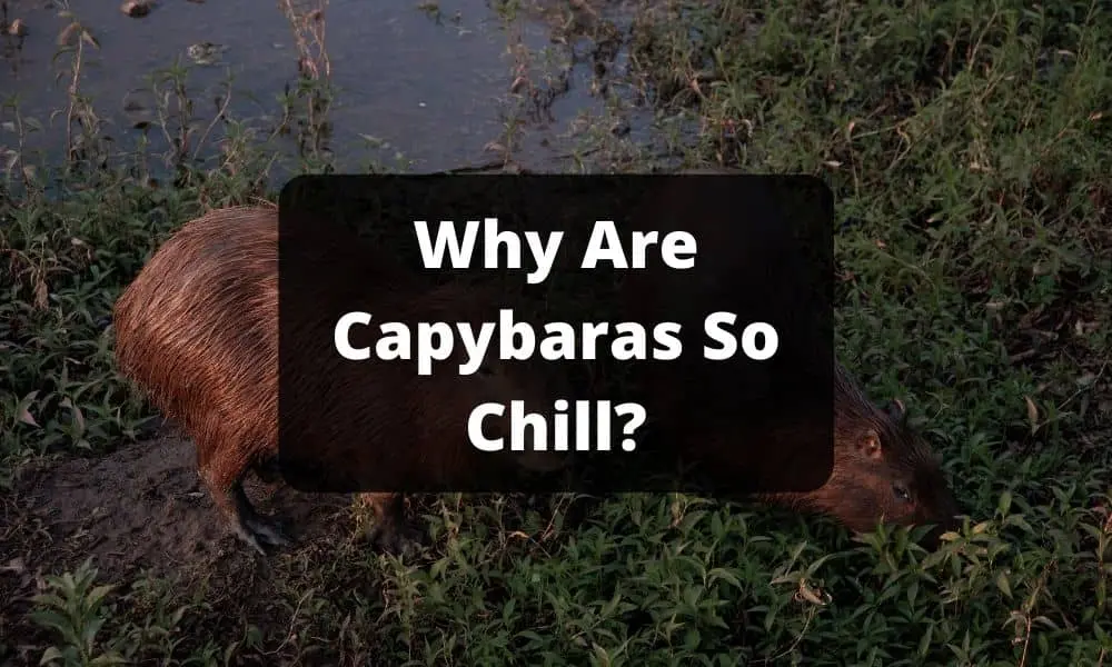Why Are Capybaras So Chill